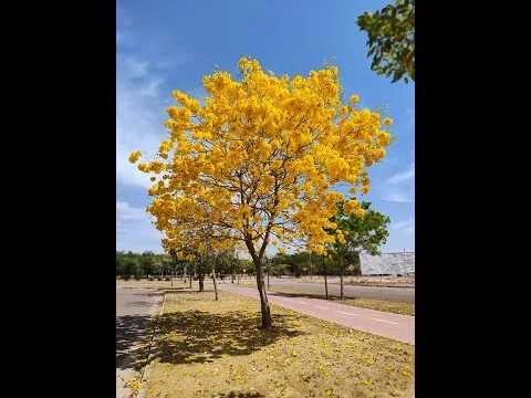 Os Belos Ipês de Sinop
